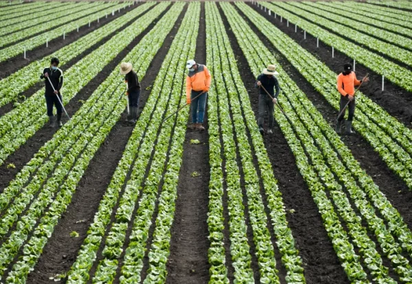 agriculture visa